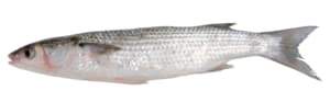 Dicklippige Meeräsche frisch · 500 g