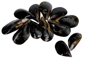 Fresh large mussels
