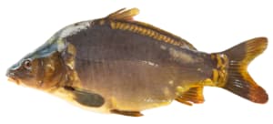 Carpe fraîche