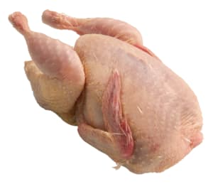 Fresh quail without head