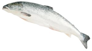 Lachs ganz ausgenommen frisch