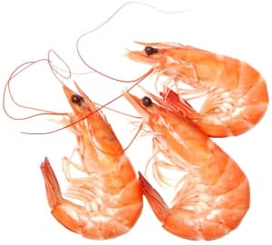 Cooked chilled shrimp 60/80