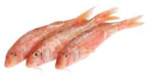 Rotbarbe frisch zum Frittieren · 80 g