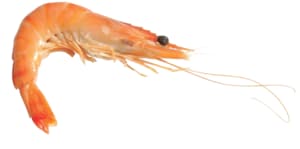 Crevettes cuites réfrigérées 30-50
