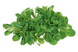 Lamb's lettuce
