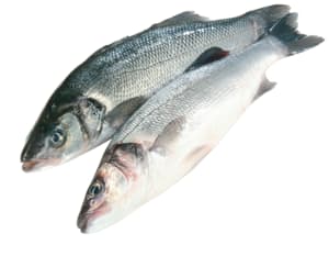 Wolfsbarsch gezüchtet frisch