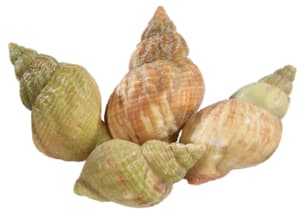 Wellhornschnecken · 30 g