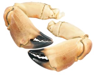 Cooked edible crab claws