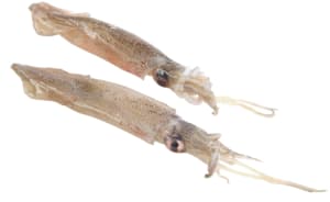 Petits calamars