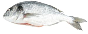 Fresh sea bream