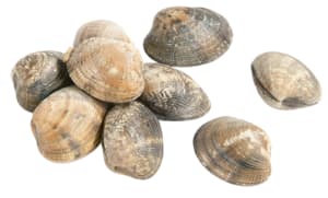 Fresh carpet clams