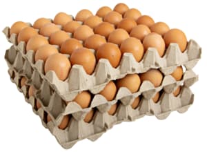 Free-range eggs