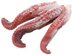 Octopus tentacles