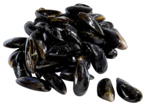 Fresh mussels