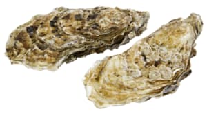 Fresh Cancale oysters no. 3