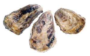 Huître Cancale n° 3 fraîches