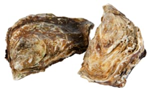 Marennes Oléron Oysters No. 3 fresh