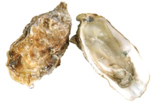 Marennes Oléron Oysters No. 3 fresh