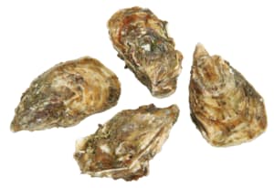 Special Bouzigues oysters no. 2