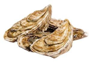 Oysters Marennes Oléron n° 3 Fines de Claire fresh