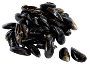 Fresh bouchot mussels