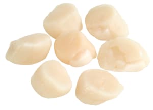 Scallops