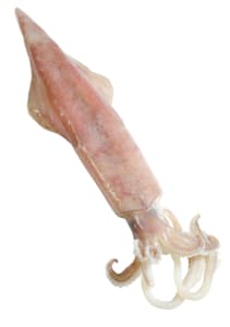 Squid