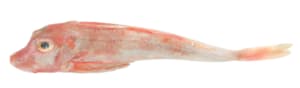 Fresh red gurnard