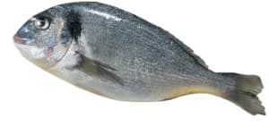 Fresh sea bream