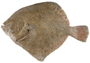 Fresh farmed turbot gutted
