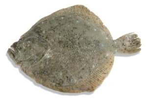 Fresh farmed turbot gutted