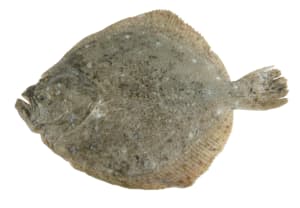 Fresh farmed turbot