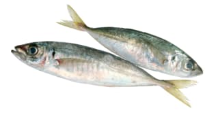 Chinchards frais pour friture, env. 100 g