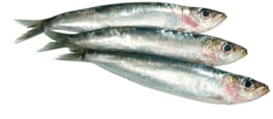 Fresh sardines