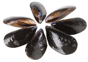 Fresh mussels