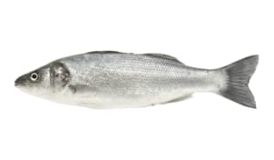 Wolfsbarsch frisch, 300-400 g
