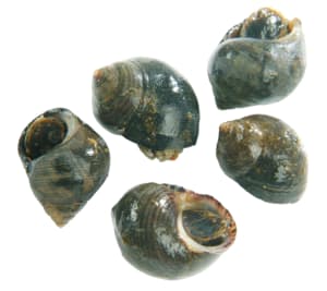 Strandschnecken gross frisch