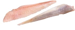 Fresh red gurnard fillet