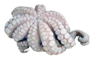 Cleaned octopus
