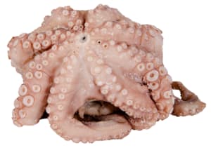 Frozen octopus 4-6 kg