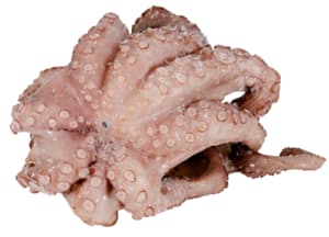 Squid, 2-3 kg