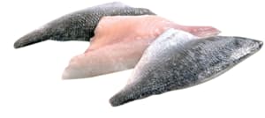 Fresh sea bream fillets