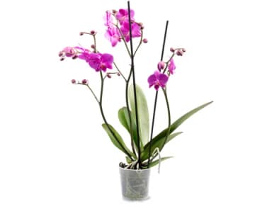 Phalaenopsis 3 Rispen · 1 pz