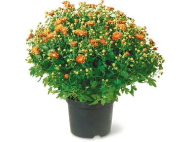 Chrysanthèmes · 1 pz
