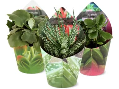 Succulents