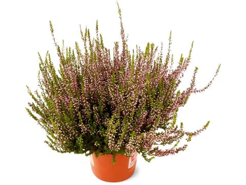 Calluna