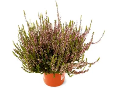 Calluna