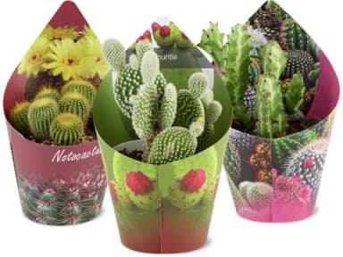 Cacti