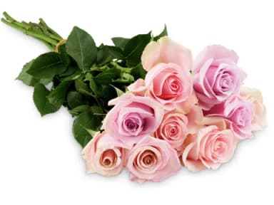 Edelrosen 60cm · 9 pcs