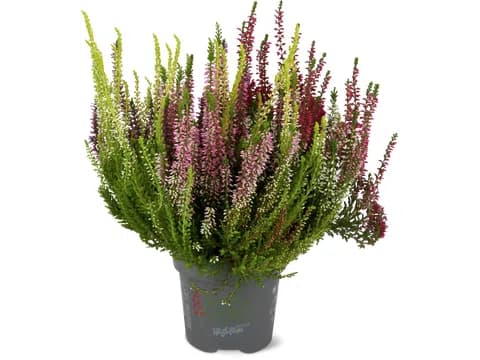Calluna High Five